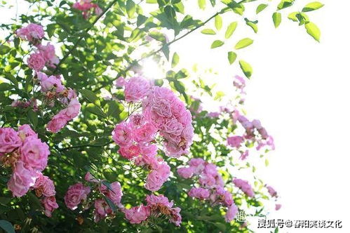 重庆姻缘树在哪儿卖：重庆姻缘树哪里买？浪漫婚庆植物选购指南