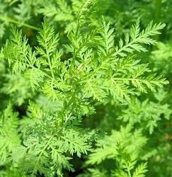 青蒿草的功效与作用：青蒿草，传统中医宝库中的绿色明珠