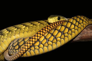 女人梦见两条蛇咬自己：梦中蛇影，女人梦见两条蛇咬自己的隐喻与启示