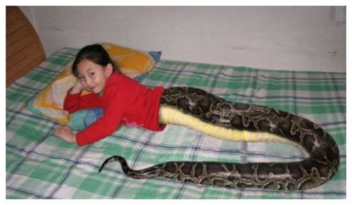 母亲梦见女儿被蛇咬的预兆：梦中惊现蛇咬，女儿安好？民间说法与现代解读