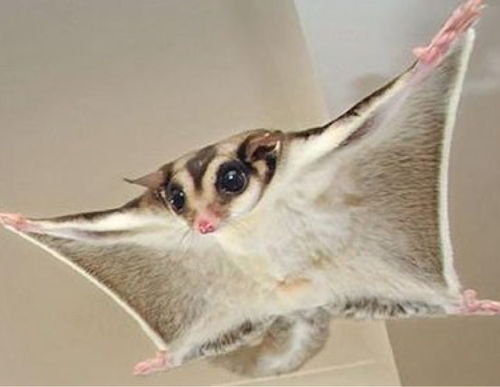 女性梦见小猫很粘人：解密梦境，女性梦见小猫很粘人，背后隐藏着怎样的心理暗示？