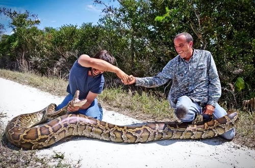 梦见一条大蟒蛇被自己打死了：梦中击杀巨蟒，一场潜意识的挣扎与释放