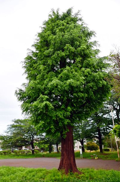白蜡金是属于几等命：白蜡金命，五行命理中的尊贵之命与等级解析