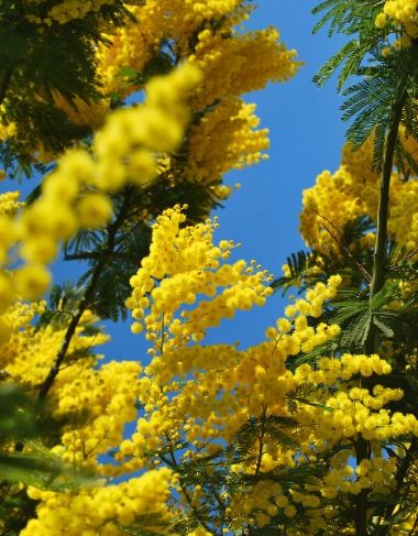 白蜡金是属于几等命：白蜡金命，五行命理中的尊贵之命与等级解析