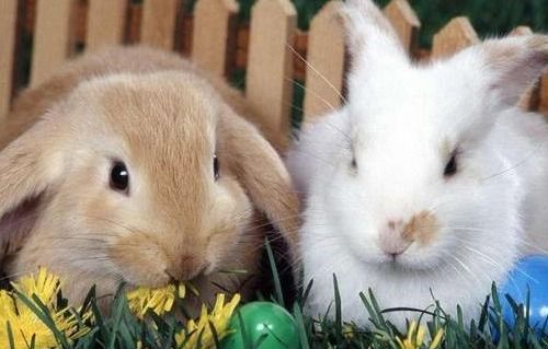 女牛男兔姻缘如何化解:女牛男兔姻缘如何化解?探索生肖牛女与兔男的和谐之道