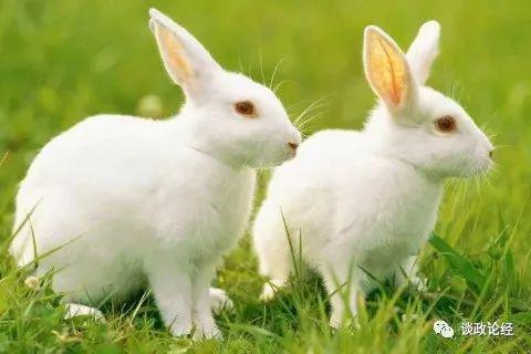 87年兔2024年必有一难:87年生肖兔2024犯太岁预警,三重挑战与化解指南