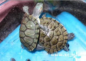 女人梦见好几只乌龟：梦里乌龟爬满床，她醒了之后…