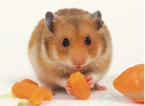 1996年属什么生肖配对：1996年属鼠人最佳配对生肖，性格互补与情感和谐的黄金组合