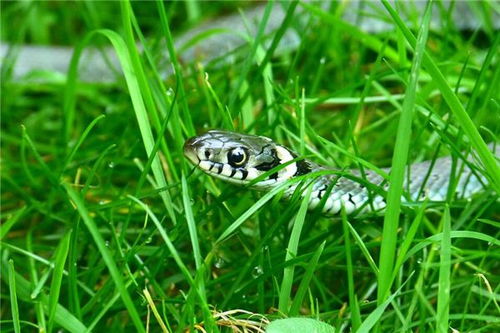 已婚女人梦见多条蛇说明啥：已婚女人梦见多条蛇，解密梦境背后的隐藏暗示