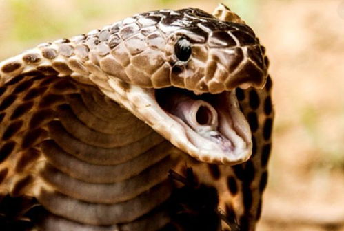 已婚女人梦见多条蛇说明啥：已婚女人梦见多条蛇，解密梦境背后的隐藏暗示