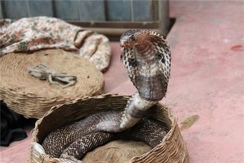 已婚女人梦见多条蛇说明啥：已婚女人梦见多条蛇，解密梦境背后的隐藏暗示