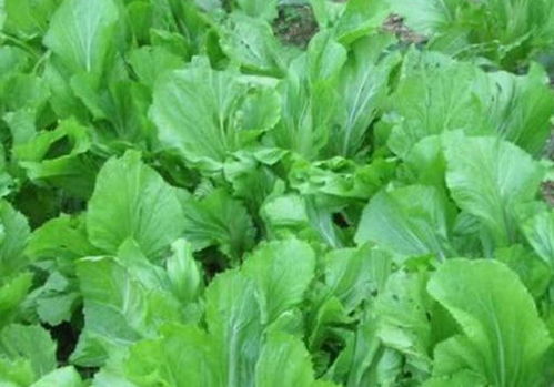 芥菜的图片:芥菜图鉴,从田间到餐桌的绿色奇迹 芥菜的图片:芥菜图鉴,从田间到餐桌的绿色奇迹