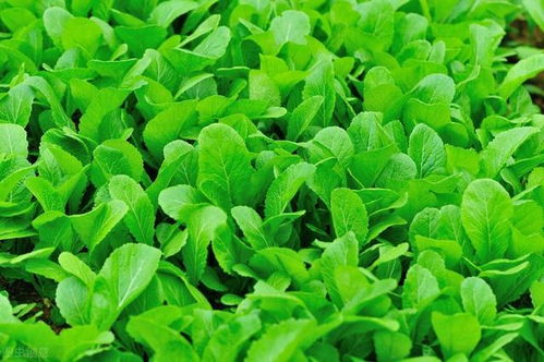 芥菜的图片：芥菜图鉴，从田间到餐桌的绿色奇迹