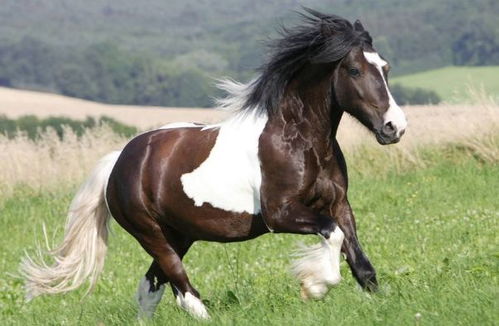 66年属马人结婚吉日：1966年属马人结婚吉日，传统命理与现代婚期选择指南