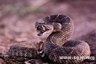 周公解梦蛇缠身:周公解梦蛇缠身,古老智慧与现代心理学的双重解读 周公解梦蛇缠身:周公解梦蛇缠身,古老智慧与现代心理学的双重解读