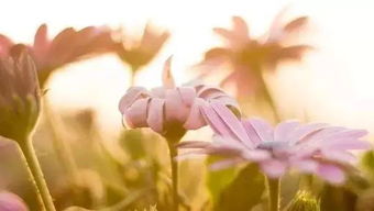 双子座遇到真正喜欢的人状态:当双子座遇见真爱,一场理性与感性的完美烟火 双子座遇到真正喜欢的人状态:当双子座遇见真爱,一场理性与感性的完美烟火