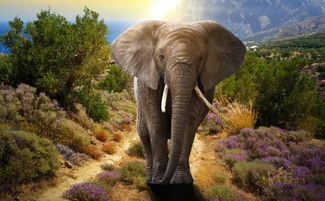 梦见被狮子追但是躲过了:解密梦境,梦见被狮子追但成功逃脱的潜意识启示 梦见被狮子追但是躲过了:解密梦境,梦见被狮子追但成功逃脱的潜意识启示