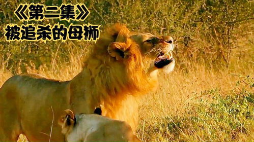 梦见被狮子追但是躲过了:解密梦境,梦见被狮子追但成功逃脱的潜意识启示 梦见被狮子追但是躲过了:解密梦境,梦见被狮子追但成功逃脱的潜意识启示