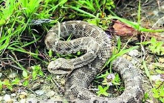 周公解梦原版梦见蛇:周公解梦原版,梦见蛇的古老寓意与现代启示 周公解梦原版梦见蛇:周公解梦原版,梦见蛇的古老寓意与现代启示