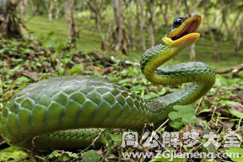 周公解梦原版梦见蛇:周公解梦原版,梦见蛇的古老寓意与现代启示 周公解梦原版梦见蛇:周公解梦原版,梦见蛇的古老寓意与现代启示