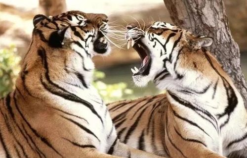 虎进门必伤人伤的是谁:虎入门伤人,传统文化中的警示与当代启示 虎进门必伤人伤的是谁:虎入门伤人,传统文化中的警示与当代启示