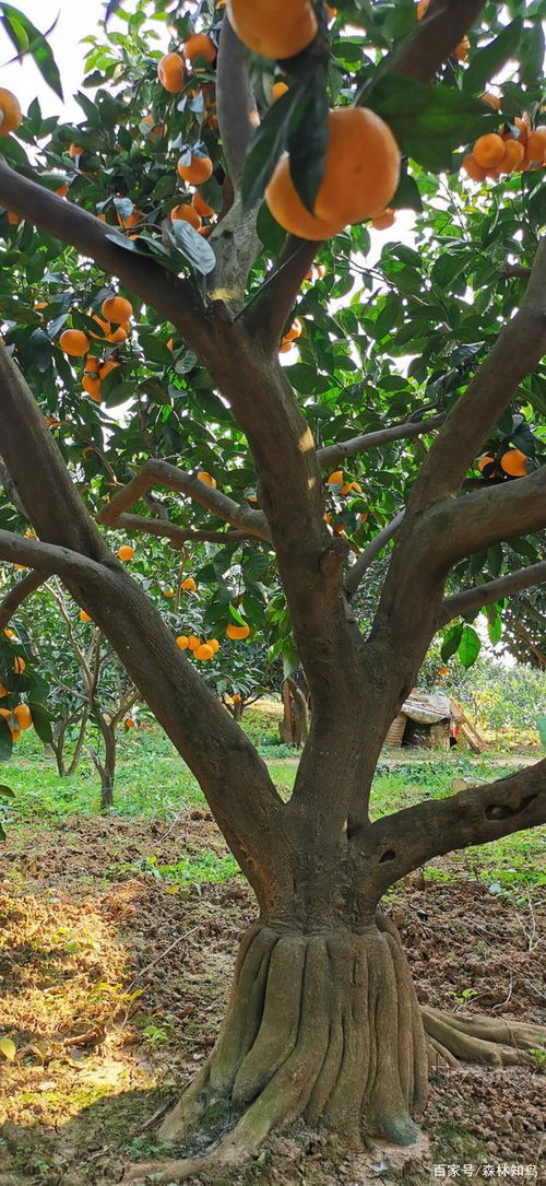 象征着姻缘的树有哪些:情根深扎,那些象征姻缘的神奇树木 象征着姻缘的树有哪些:情根深扎,那些象征姻缘的神奇树木