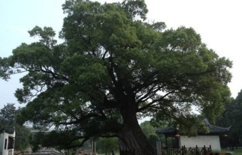 象征着姻缘的树有哪些:情根深扎,那些象征姻缘的神奇树木