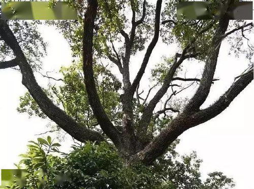 象征着姻缘的树有哪些:情根深扎,那些象征姻缘的神奇树木 象征着姻缘的树有哪些:情根深扎,那些象征姻缘的神奇树木