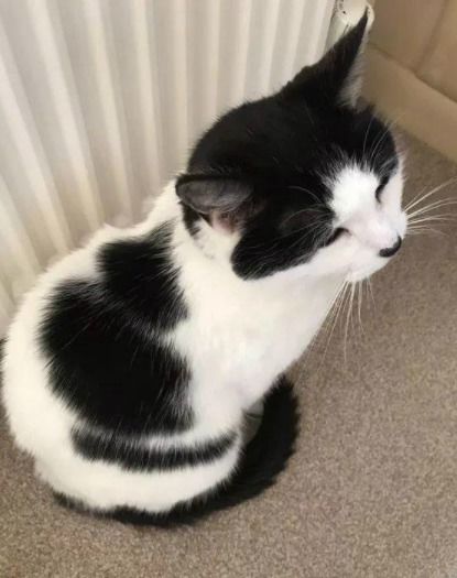 胎梦猫是男的还是女的:胎梦猫是男的还是女的?解密网络迷因背后的性别设定之谜