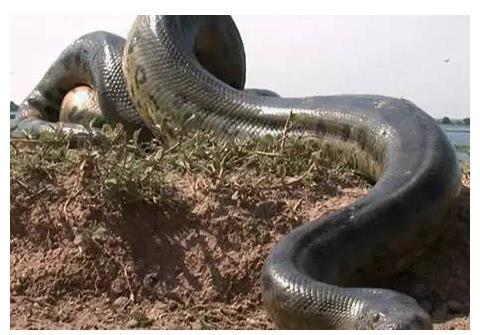 梦见很多大蟒蛇是什么征兆:梦见很多大蟒蛇,潜意识的警示还是预示?揭秘梦境背后的深层含义