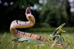 梦见被蟒蛇追着跑是什么意思:梦见被蟒蛇追着跑是什么意思?