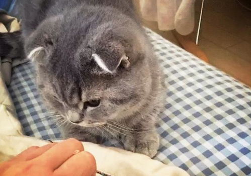 梦见被猫咬了手是什么征兆：梦见被猫咬了手是什么征兆？