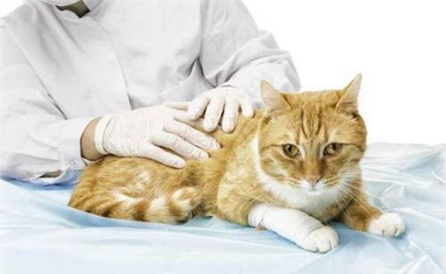 梦见被猫咬了手是什么征兆:梦见被猫咬了手是什么征兆?