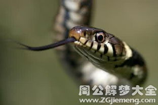 梦到房间里有蛇预示着什么：梦到房间里有蛇，你真的了解它的预示吗？