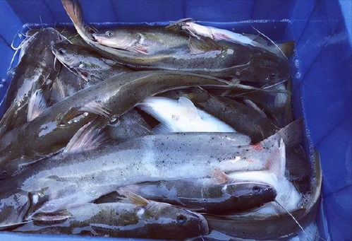 梦见抓鱼是什么预兆 男性：梦见抓鱼是什么预兆？男性需注意这些暗示