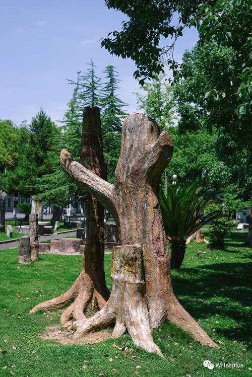 景忠山姻缘树故事传说:景忠山姻缘树,千年古树见证爱情传说,神奇传说引无数人祈福