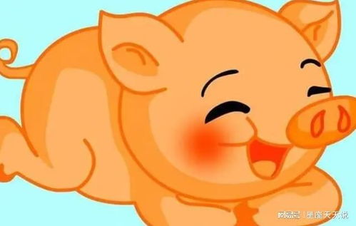 属猪2020年运势:属猪2020年运势解析,吉星高照的机遇年,这些关键点要把握