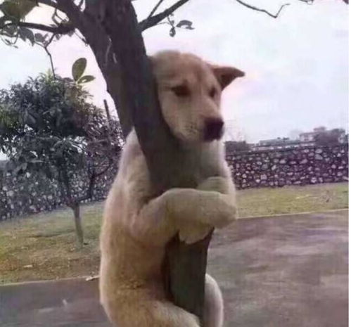 梦见一群狗打架:梦里狗群大乱斗,醒来的你被什么情绪缠住了?