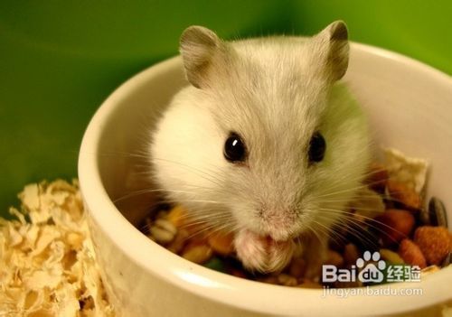 2023年属鼠百年难遇：2023癸卯年，鼠族千年一遇的福泽密码与天时机遇全解析