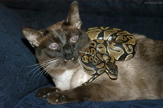 梦见猫咪:梦见猫咪,神秘与预兆的交织 梦见猫咪:梦见猫咪,神秘与预兆的交织