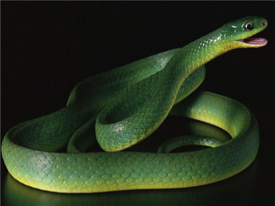 已婚男人梦见蛇缠身是什么预兆:解码潜意识,已婚男性梦见蛇缠身的深层隐喻 已婚男人梦见蛇缠身是什么预兆:解码潜意识,已婚男性梦见蛇缠身的深层隐喻