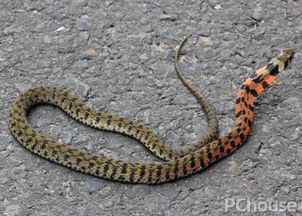 已婚男人梦见蛇缠身是什么预兆:解码潜意识,已婚男性梦见蛇缠身的深层隐喻 已婚男人梦见蛇缠身是什么预兆:解码潜意识,已婚男性梦见蛇缠身的深层隐喻