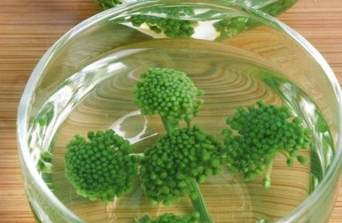 荷叶泡水喝的功效与作用:荷叶泡水喝的神奇功效与作用,你喝对了吗?