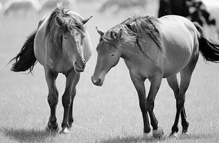 1998年属虎一生三大劫难：1998年属虎人一生需警惕的三大劫难时期及化解指南