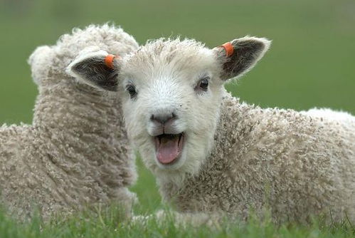 属羊1979年45岁走大运:属羊1979年出生的45岁大运指南,把握机遇,迎接人生新篇章 属羊1979年45岁走大运:属羊1979年出生的45岁大运指南,把握机遇,迎接人生新篇章