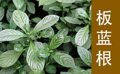 每天一包板蓝根的好处:每天一包板蓝根的好处,你都知道吗?