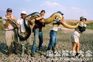 梦见好多蛇是什么意思：梦见好多蛇的十种心理解读，从传统文化到现代心理学的深度解析