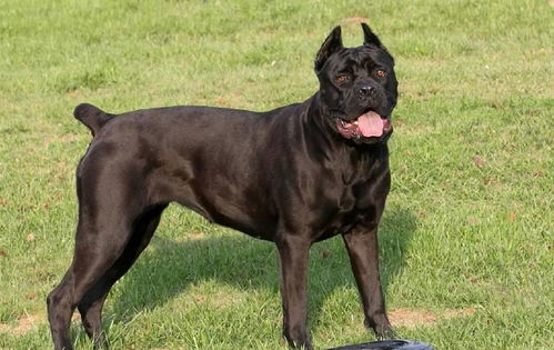 起名字大全女孩:女孩名字灵感宝库,2023年最受欢迎的100个中文名字及寓意解析 起名字大全女孩:女孩名字灵感宝库,2023年最受欢迎的100个中文名字及寓意解析