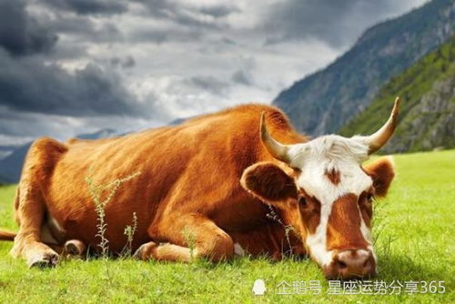 2022属狗要小心一个人:2022属狗人需警惕,与属牛者暗藏危机,三合六冲需谨慎应对 2022属狗要小心一个人:2022属狗人需警惕,与属牛者暗藏危机,三合六冲需谨慎应对