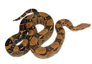 女人梦到大蟒蛇的预兆:女人梦到大蟒蛇的预兆,解读梦境的神秘启示 女人梦到大蟒蛇的预兆:女人梦到大蟒蛇的预兆,解读梦境的神秘启示